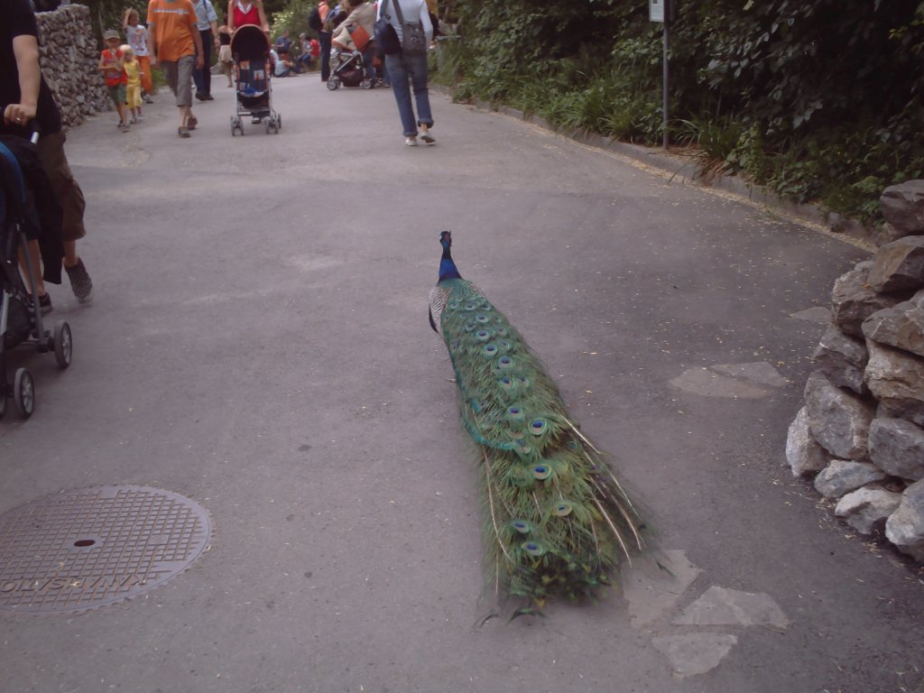 Peacock
