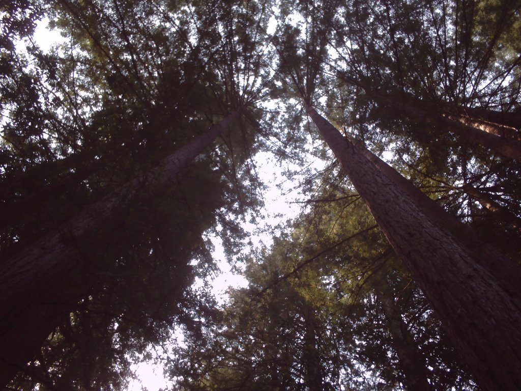 Trees
