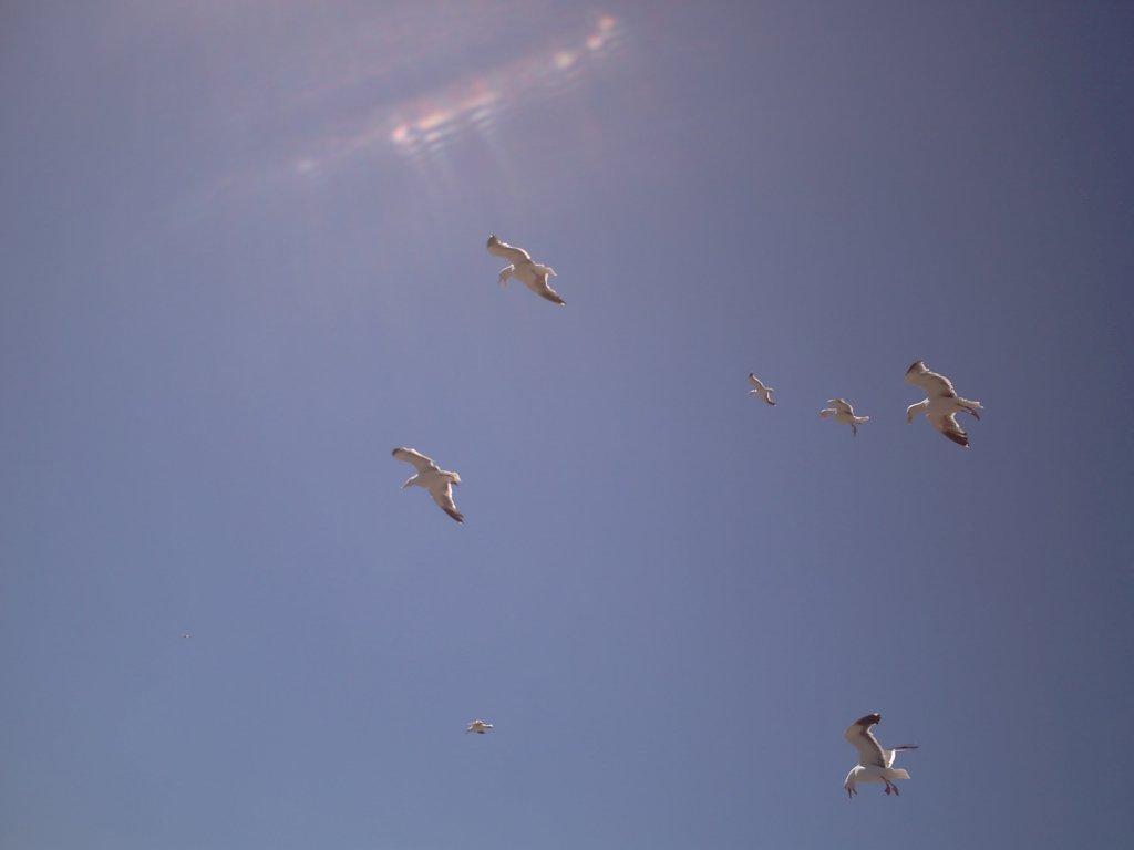 Seagulls