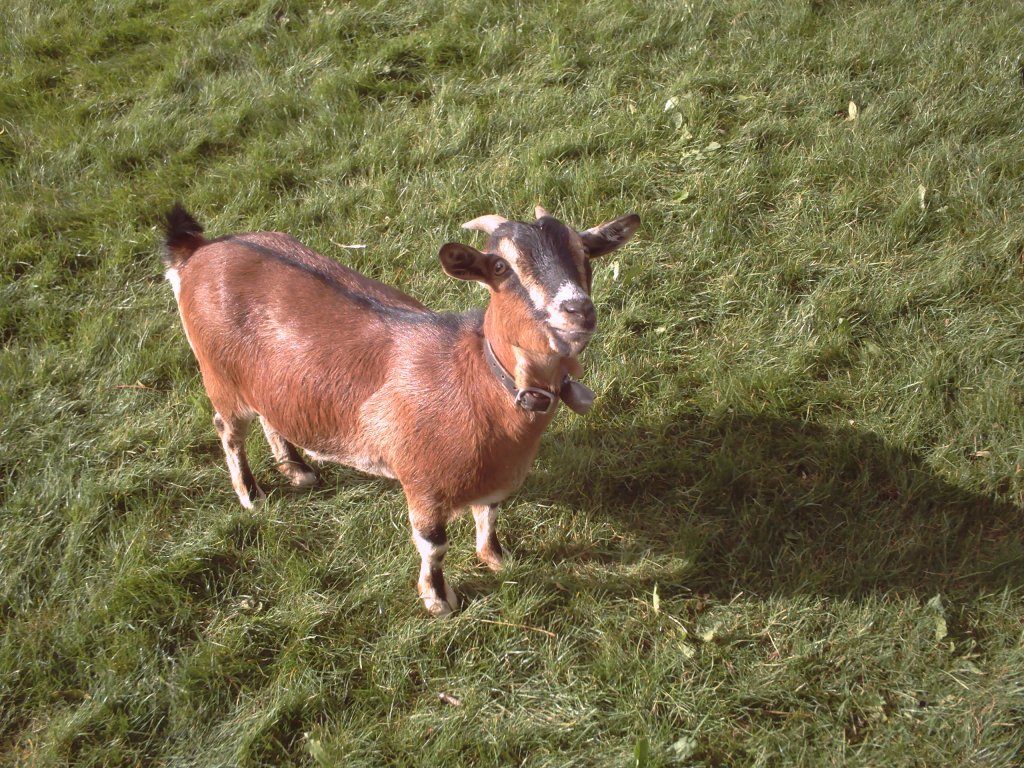 Goat
