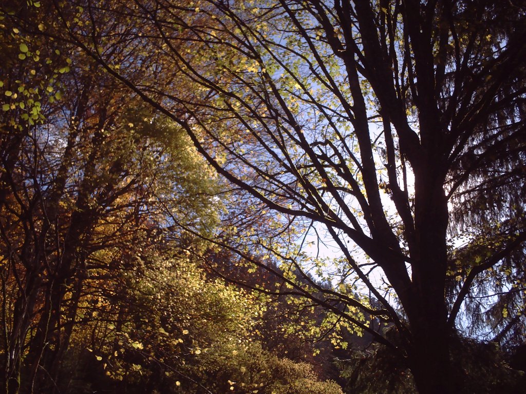 Autumn forest
