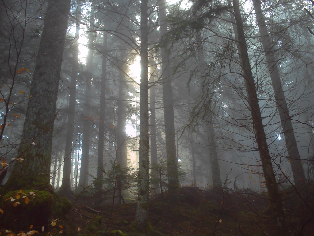 Fog in forest
