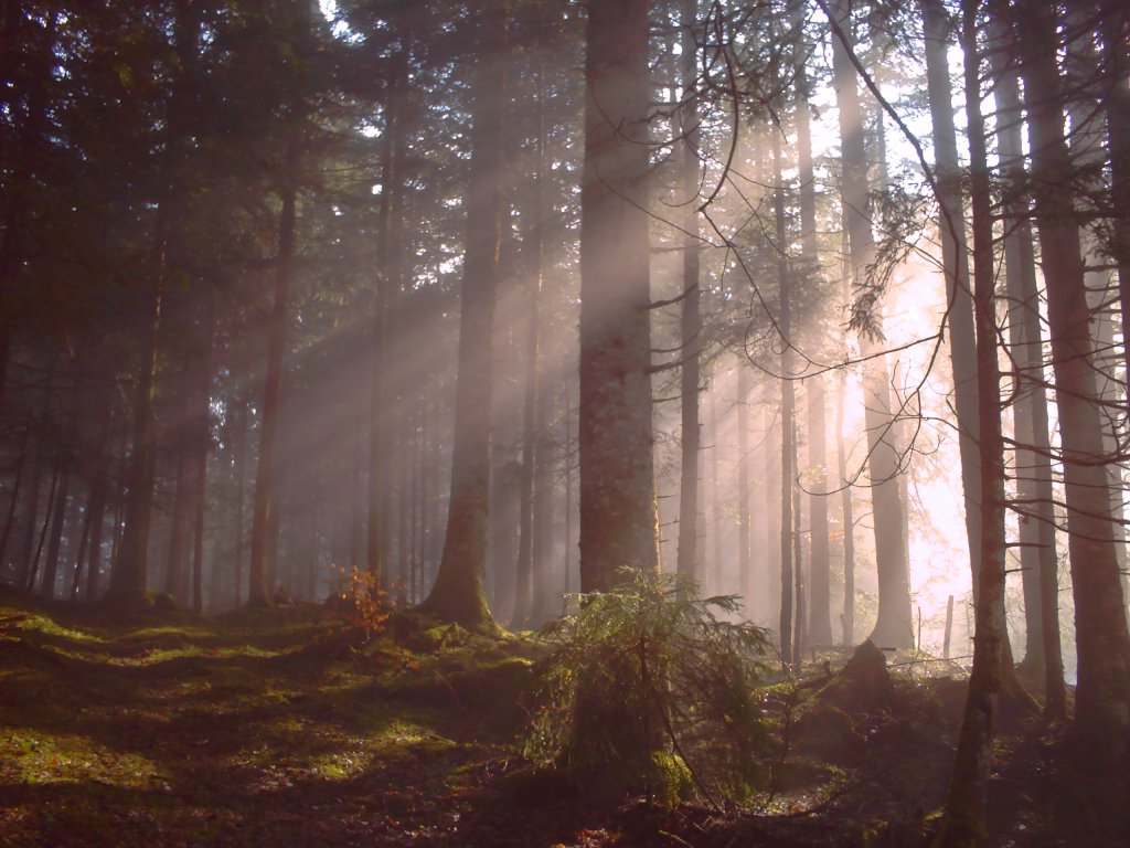 Foggy forest